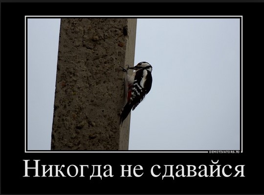 Никогда не сдавайся