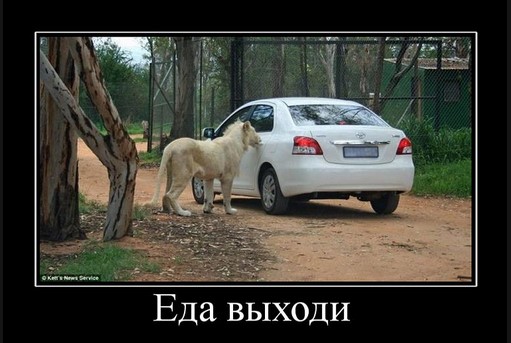 Еда выходи